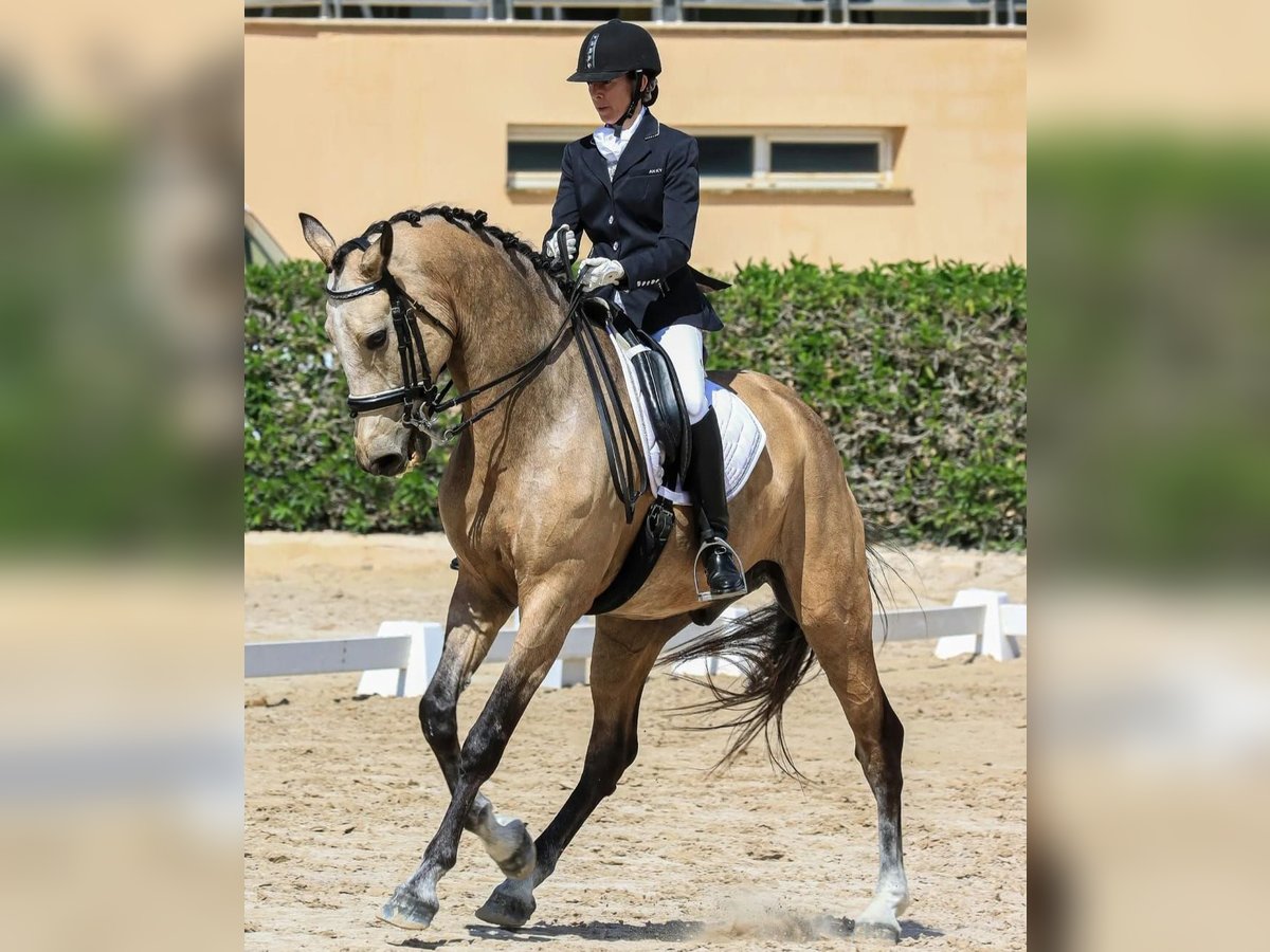 Irish Sport Horse Wallach 9 Jahre 180 cm Falbe in Manacor