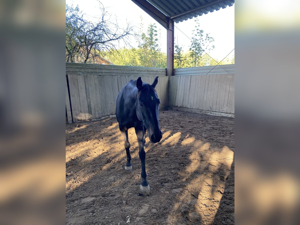 Irish Thoroughbred Gelding 10 years 15,2 hh Black in Steißlingen