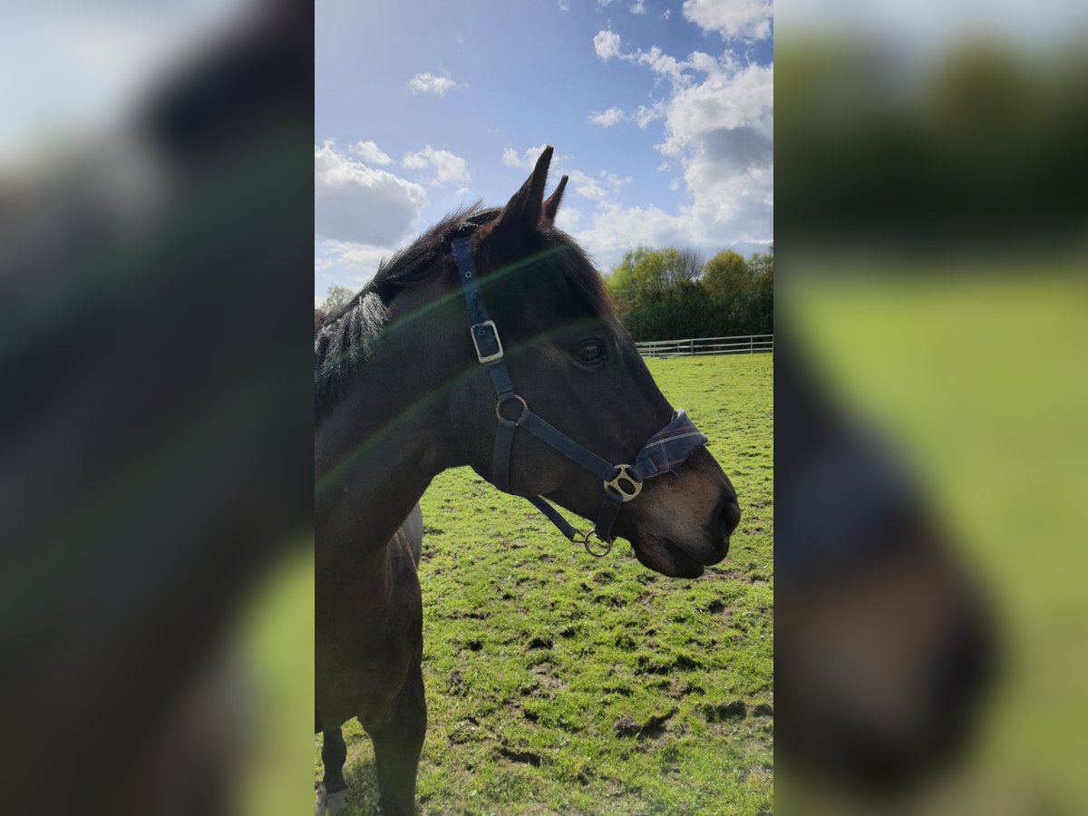 Irish Thoroughbred Gelding 10 years 16 hh Brown in HamburgHamburg
