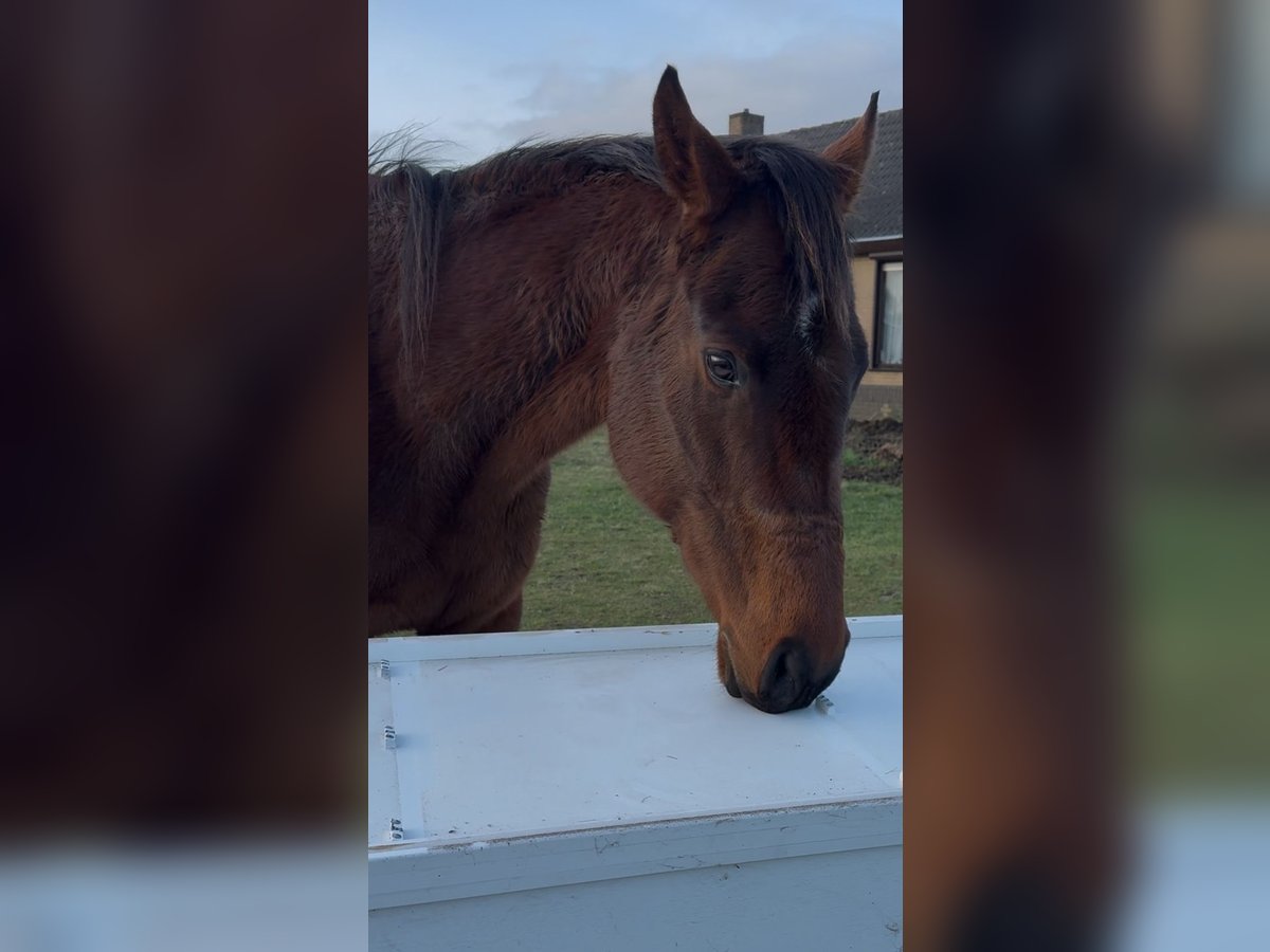 Irish Thoroughbred Gelding 10 years 16 hh Brown-Light in Hoeven