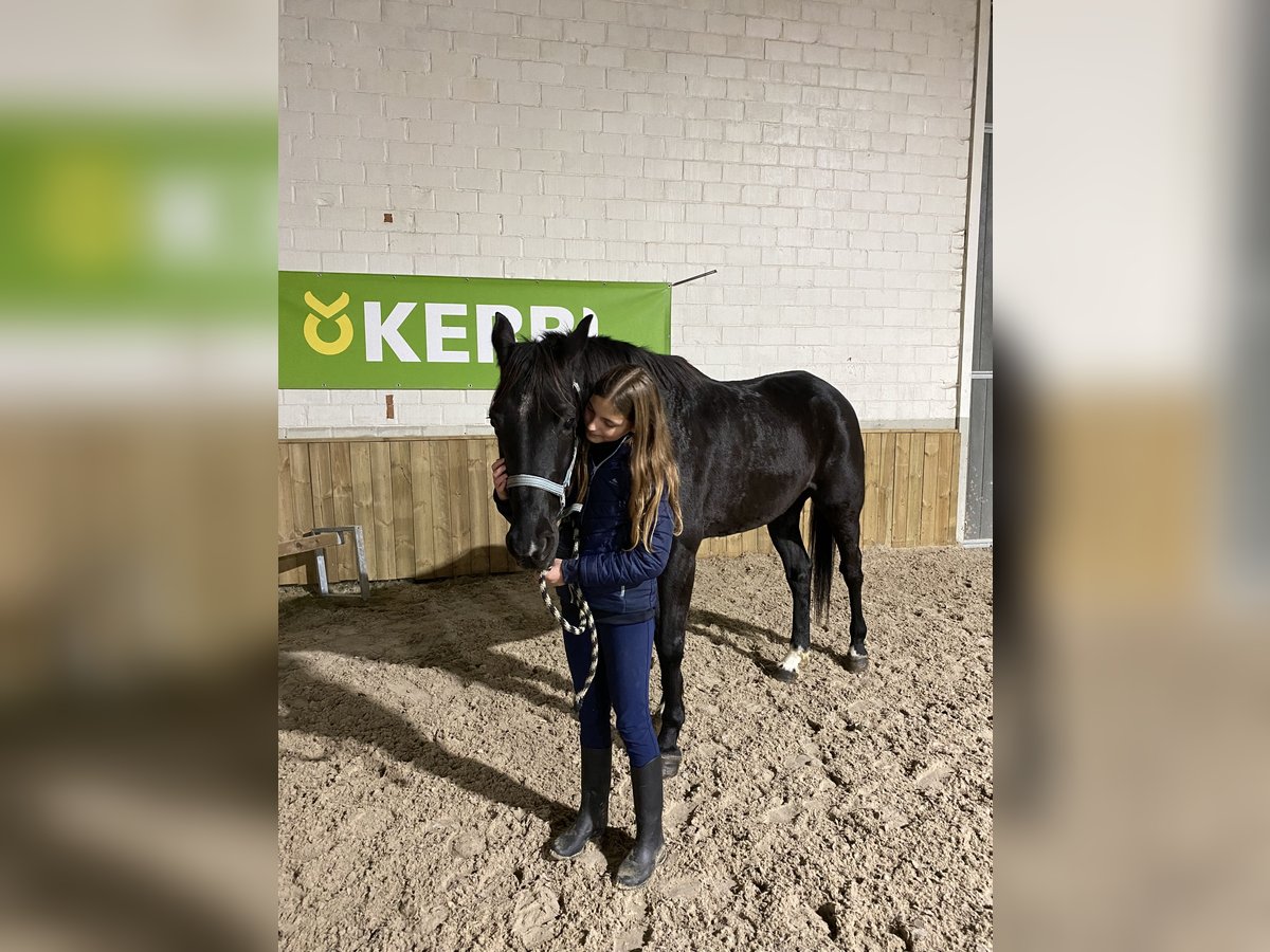 Irish Thoroughbred Gelding 11 years 15,2 hh Black in Bunsbeek