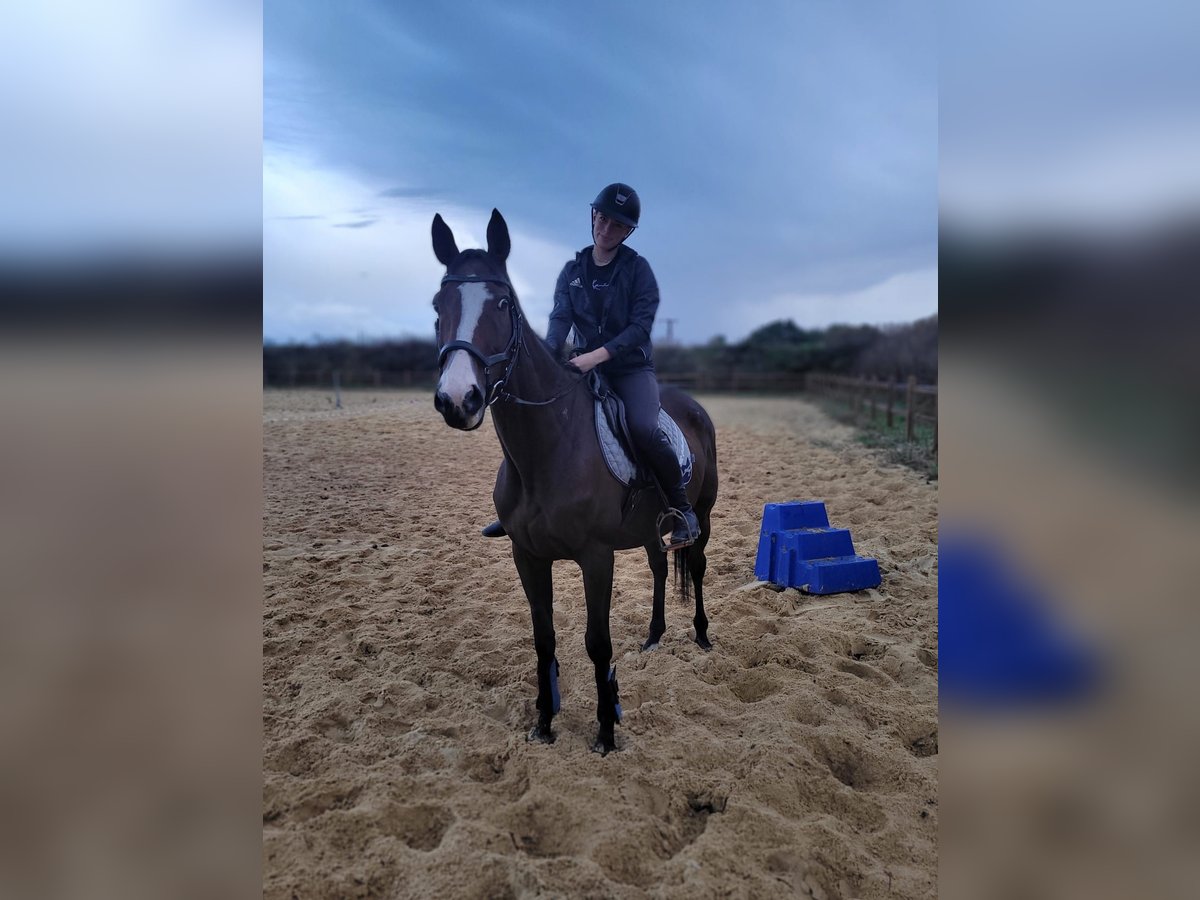 Irish Thoroughbred Gelding 12 years 16,1 hh Brown in Quedlinburg