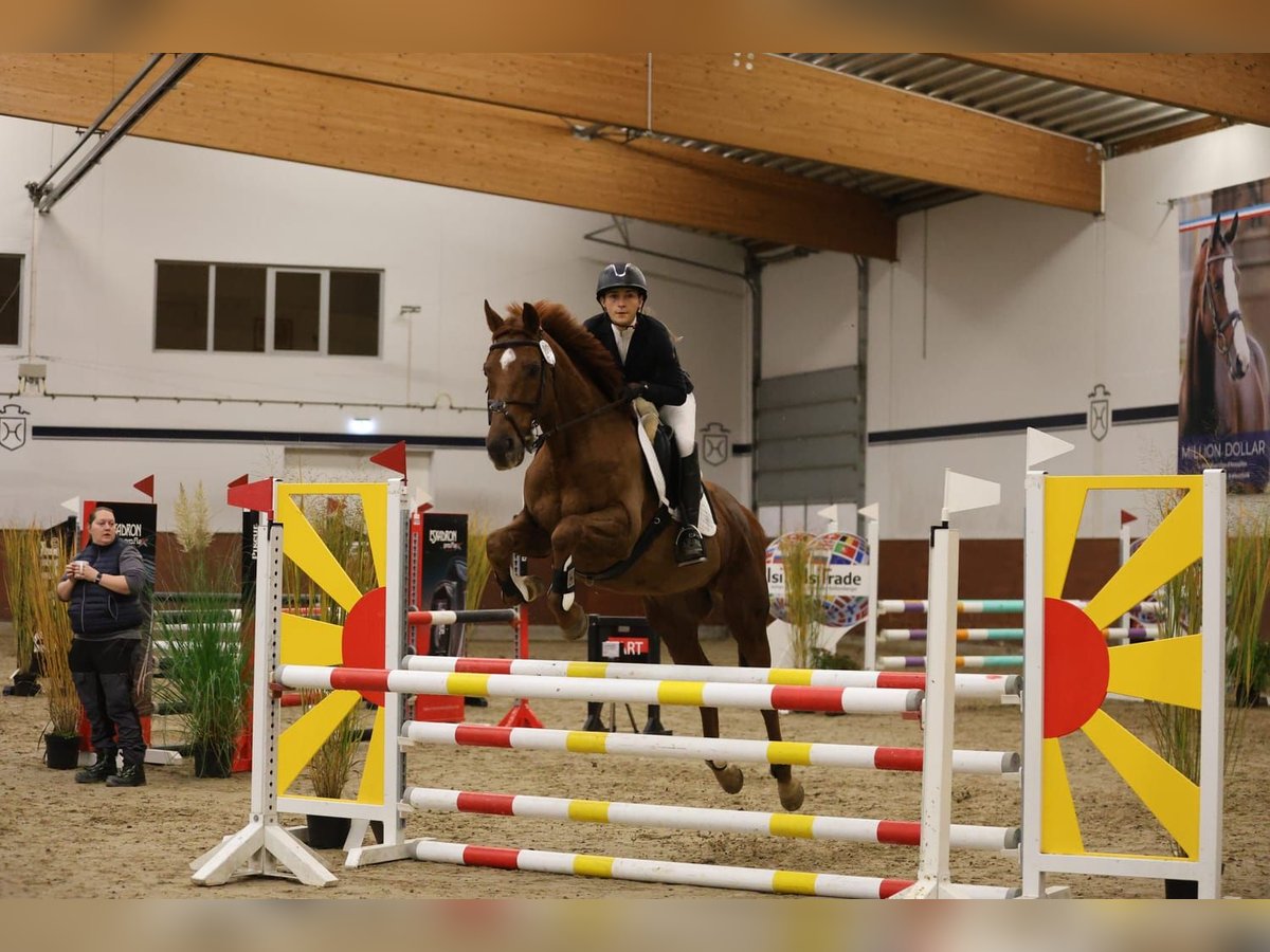 Irish Thoroughbred Gelding 12 years 16 hh Chestnut in Tornesch