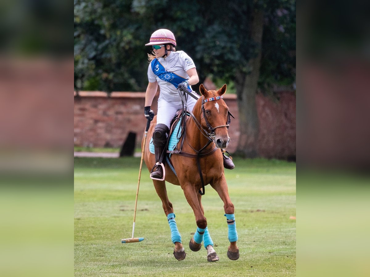 Irish Thoroughbred Gelding 12 years Chestnut in warwickshire