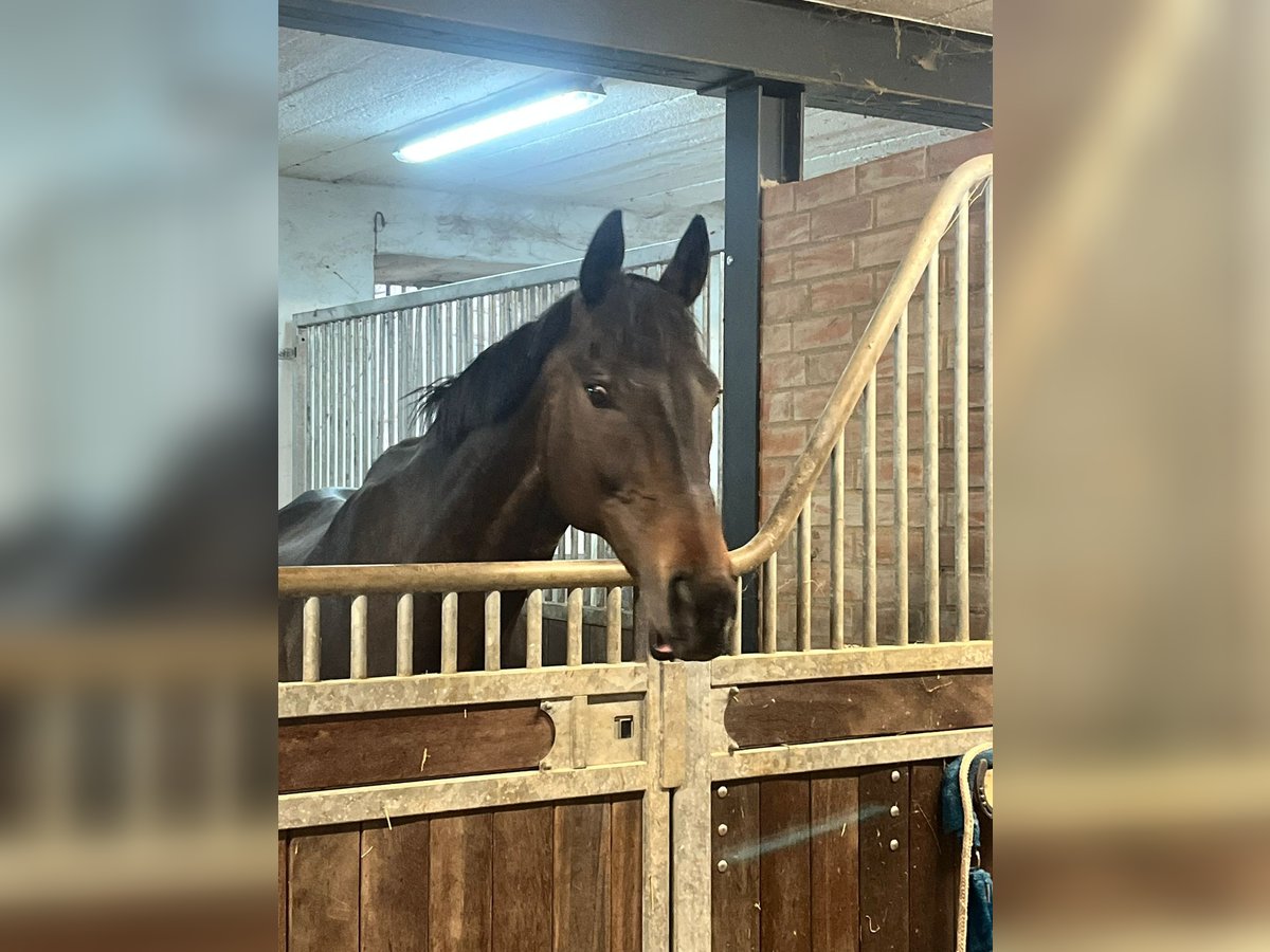 Irish Thoroughbred Gelding 12 years Smoky-Black in Messerich