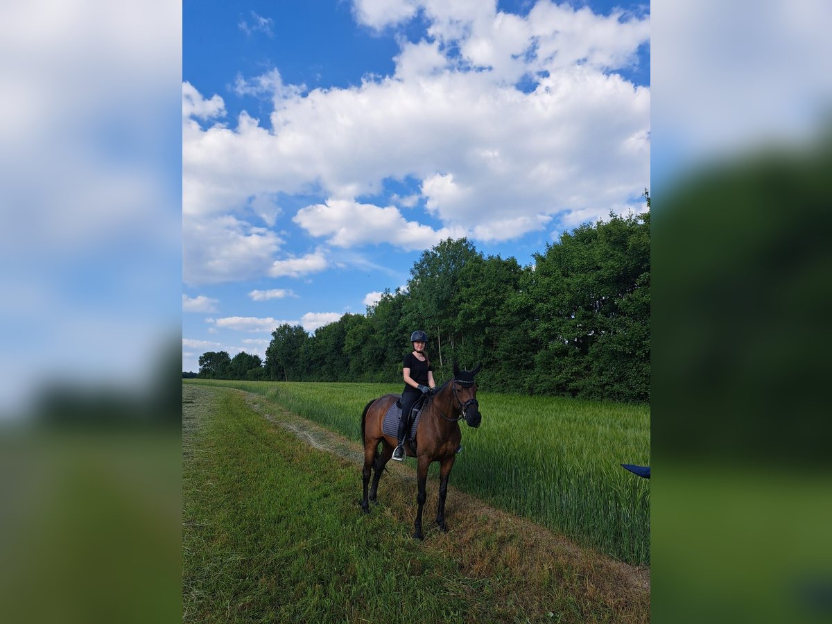 Irish Thoroughbred Gelding 13 years 16 hh Brown in Weismain