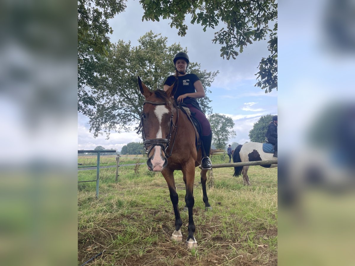 Irish Thoroughbred Gelding 16 years 16,1 hh Brown in Rastede