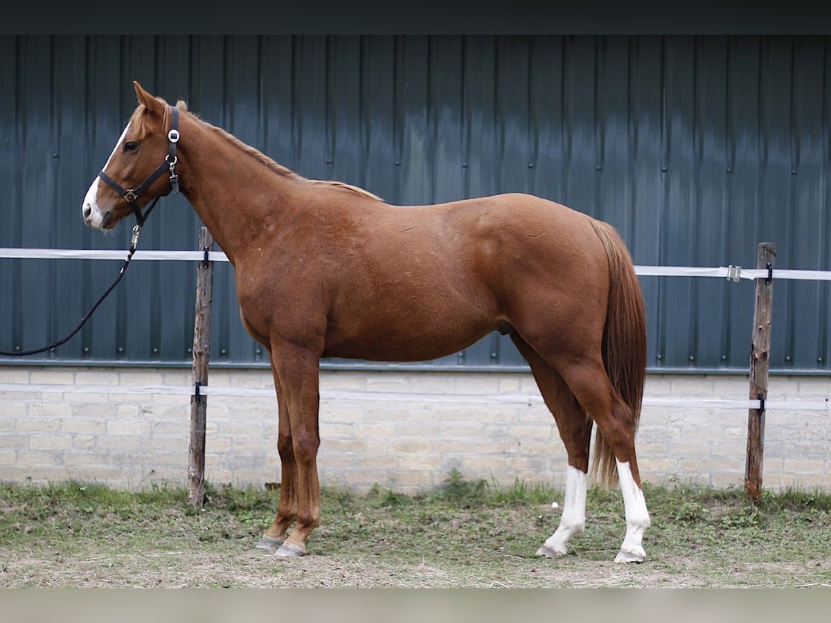 Irish Thoroughbred Gelding 2 years 15,2 hh Sorrel in Sittard Irish Thoroughbred Gelding 2 years 15,2 hh Sorrel in Sittard