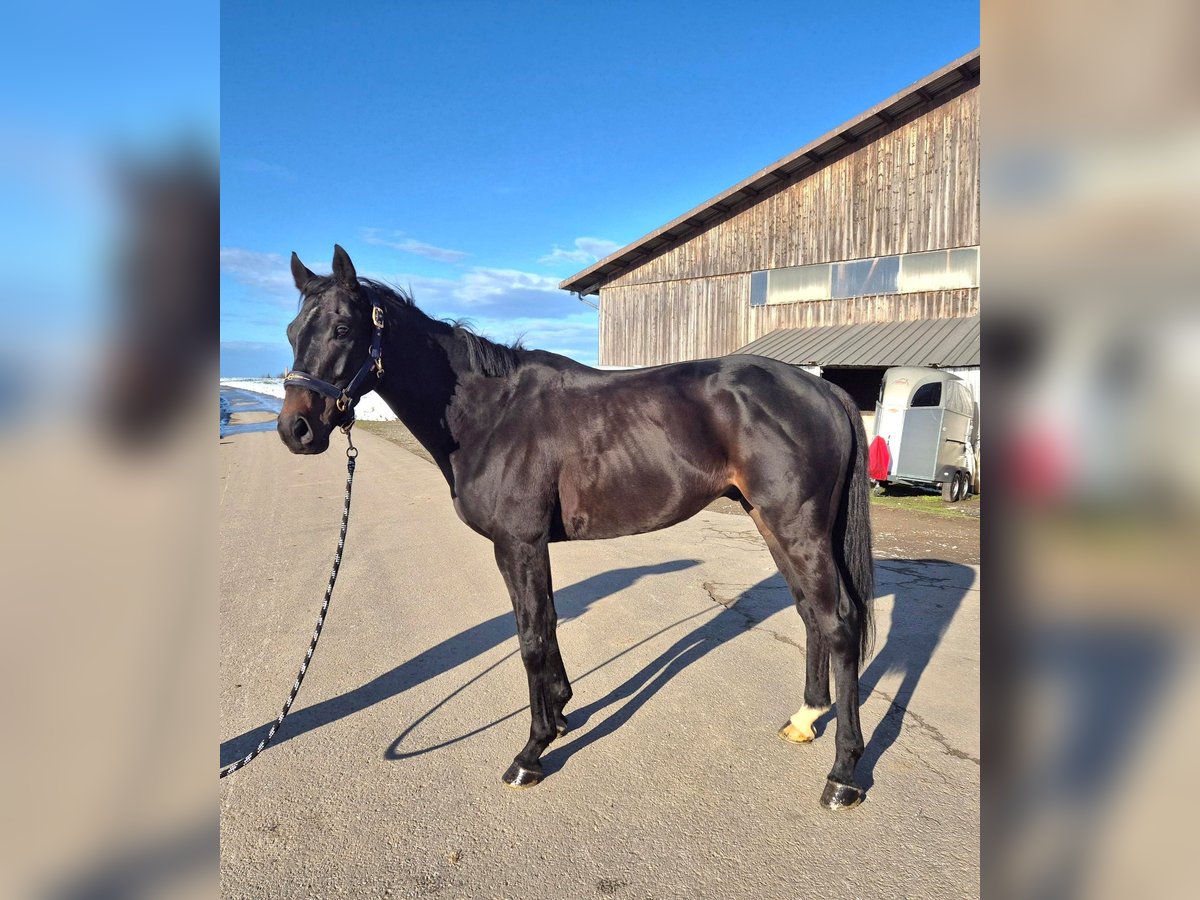 Irish Thoroughbred Gelding 4 years 15,2 hh Brown in Arnegg