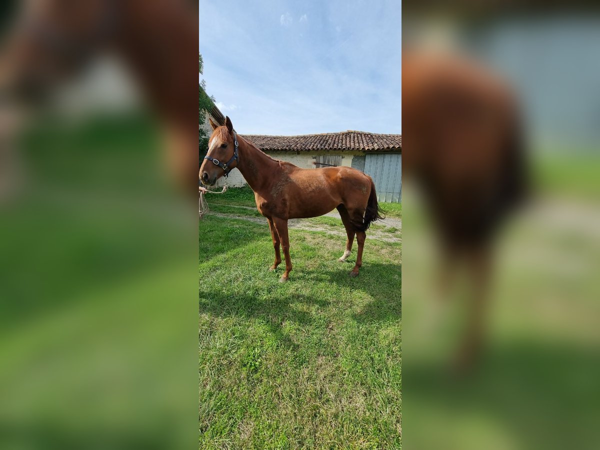 Irish Thoroughbred Gelding 4 years 16 hh Chestnut-Red in Vernon