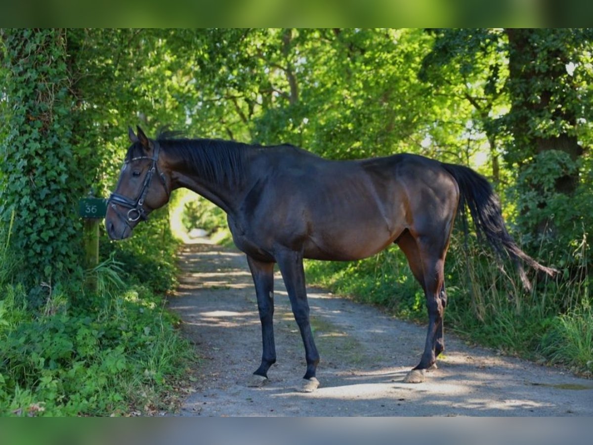 Irish Thoroughbred Gelding 5 years 15,2 hh Bay-Dark in Lutherstadt Eisleben