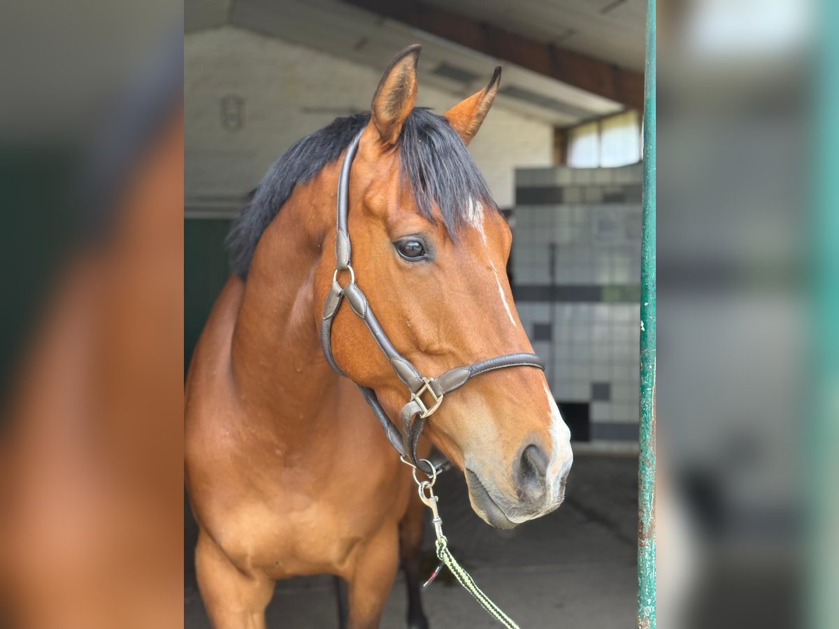 Irish Thoroughbred Gelding 5 years 16,1 hh Brown in Itzehoe