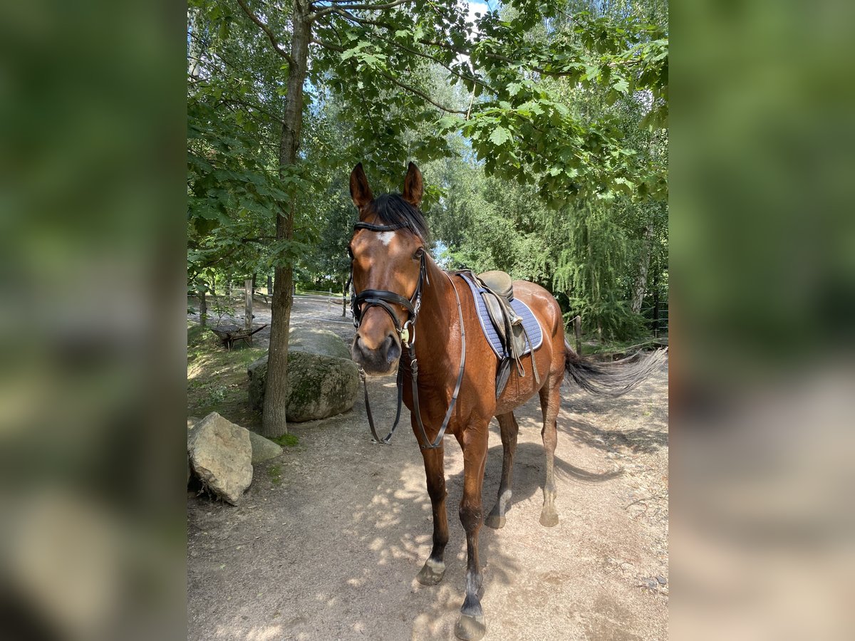 Irish Thoroughbred Gelding 5 years Brown in D&#xF6;beln