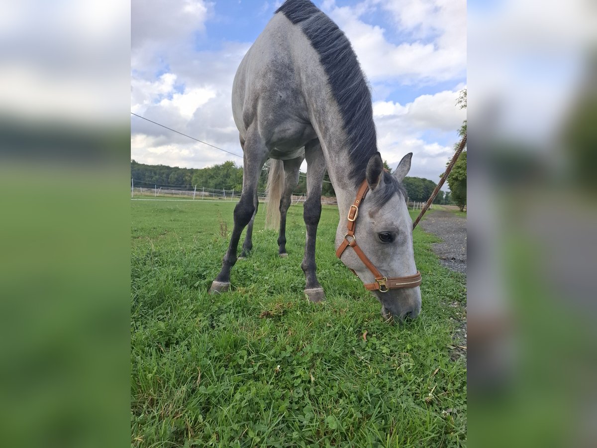 Irish Thoroughbred Gelding 6 years 15,2 hh Grey-Dapple in Beselich