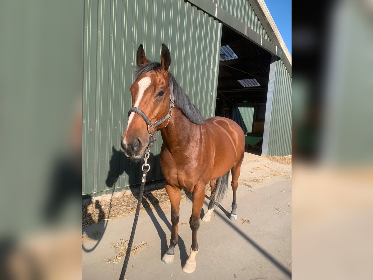 Irish Thoroughbred Gelding 6 years 15,3 hh Brown in Alphen aan den Rijn