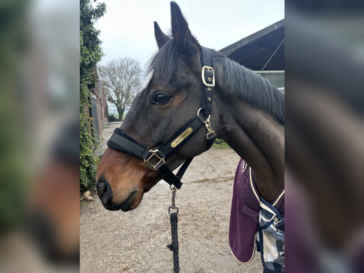 Irish Thoroughbred Gelding 6 years 16 hh Brown in Alpen