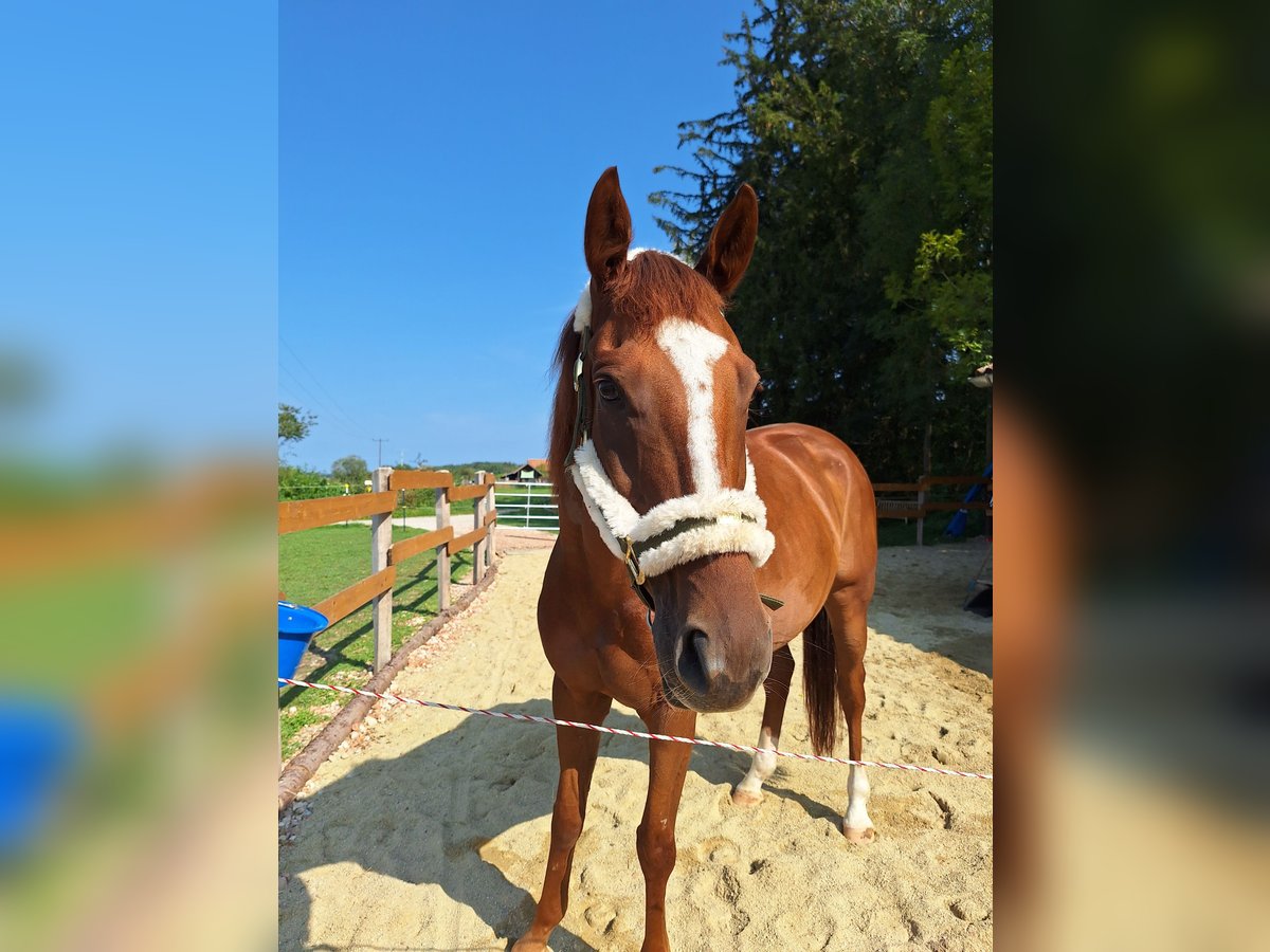 Irish Thoroughbred Gelding 6 years 16 hh Chestnut-Red in Pähl