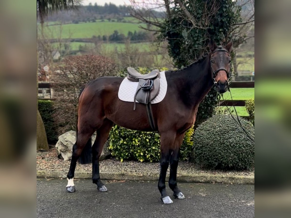 Irish Thoroughbred Gelding 7 years 16,1 hh Brown in Down