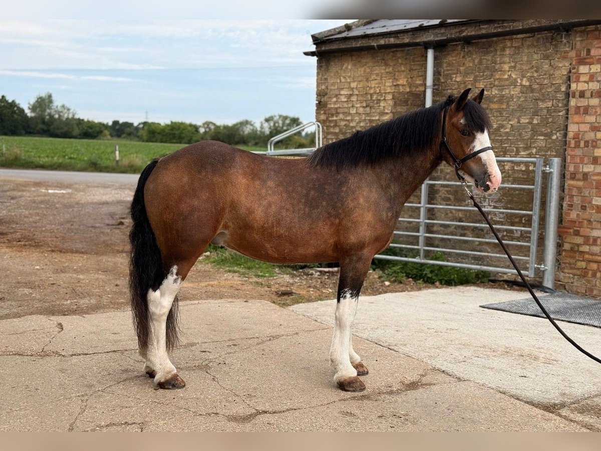 Irish Thoroughbred Gelding 8 years 13 hh Bay in Nottingham