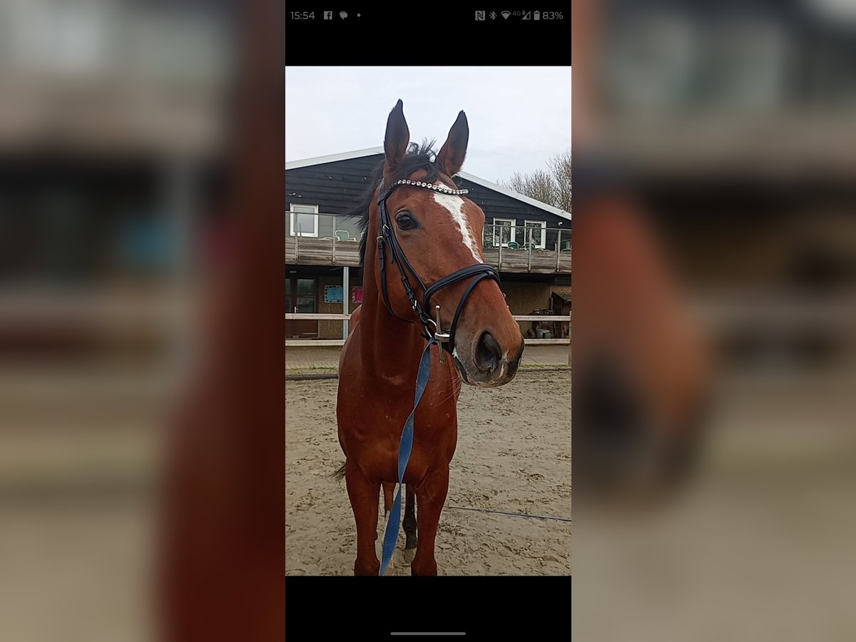 Irish Thoroughbred Gelding 8 years 16,2 hh Brown in Aagtekerke