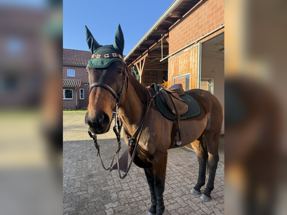 Irish Thoroughbred Gelding 8 years 16 hh Brown in Gifhorn