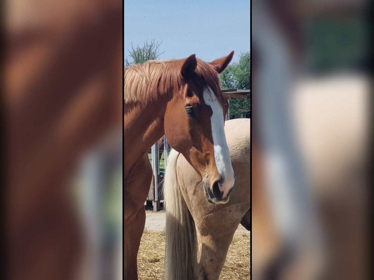 Irish Thoroughbred Gelding 8 years 17 hh Chestnut-Red in Hamburg