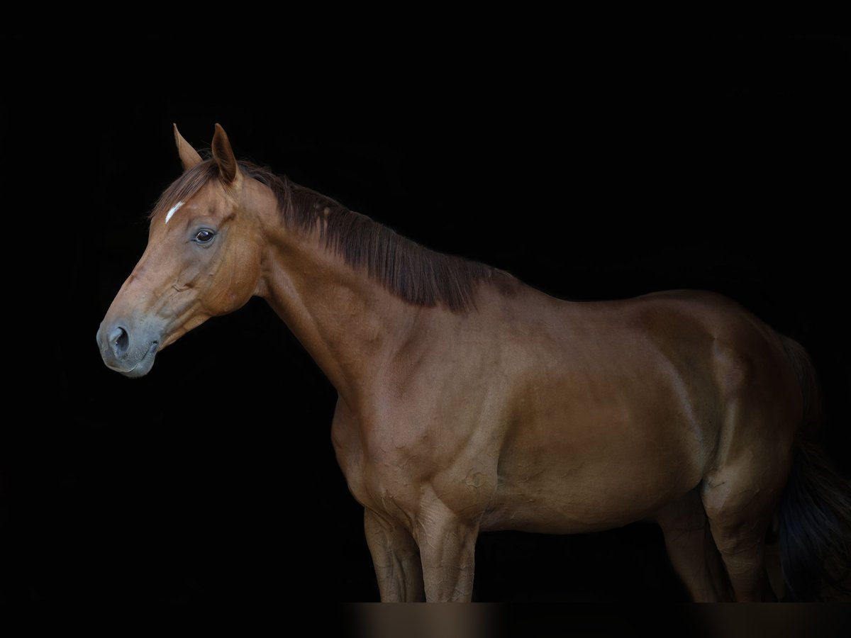 Irish Thoroughbred Gelding 9 years 16,1 hh Chestnut-Red in Holten