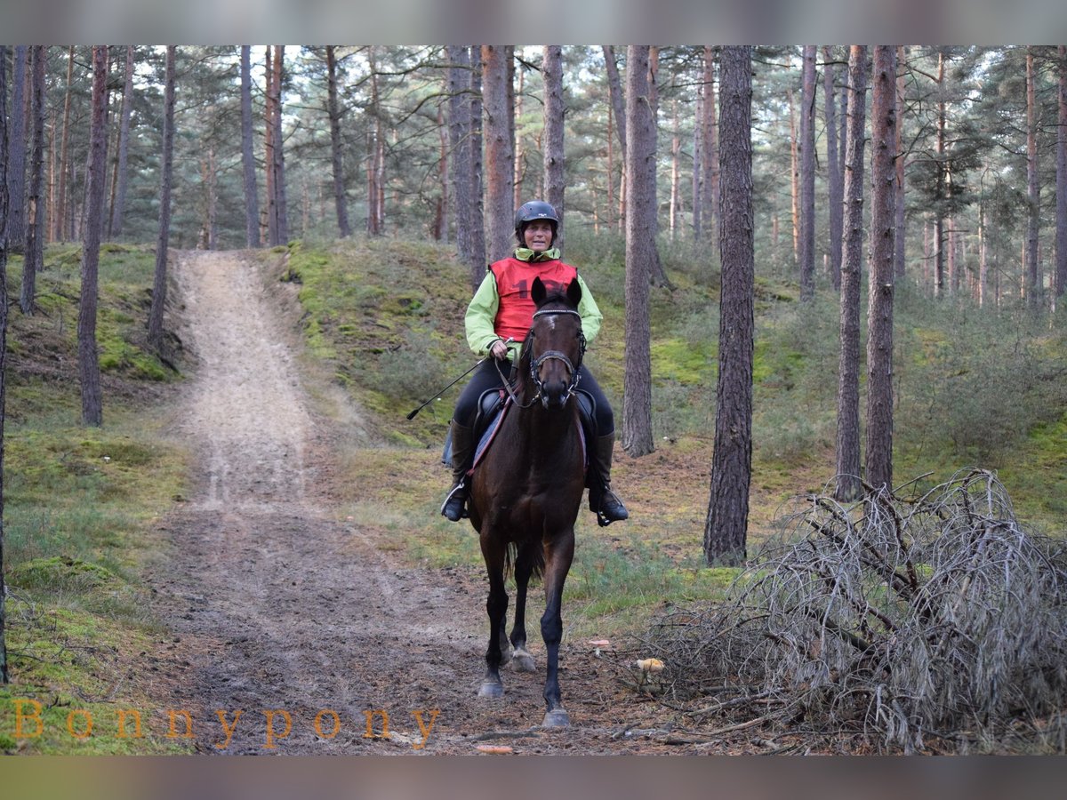 Irish Thoroughbred Mare 13 years 15,2 hh Brown in Luckau