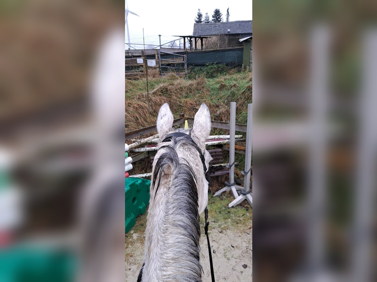 Irish Thoroughbred Mare 13 years 16,2 hh Gray in Radevormwald