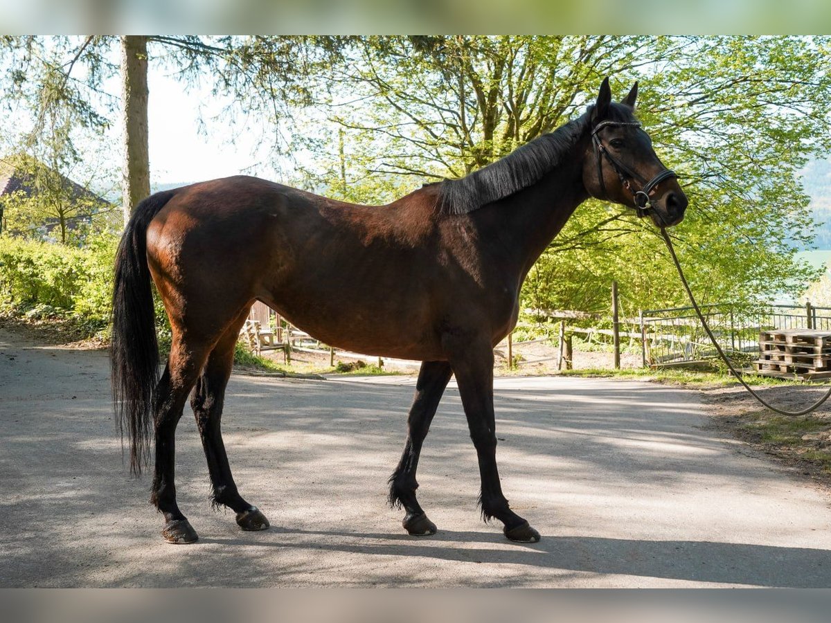 Irish Thoroughbred Mare 14 years 15,2 hh Brown in Lorch