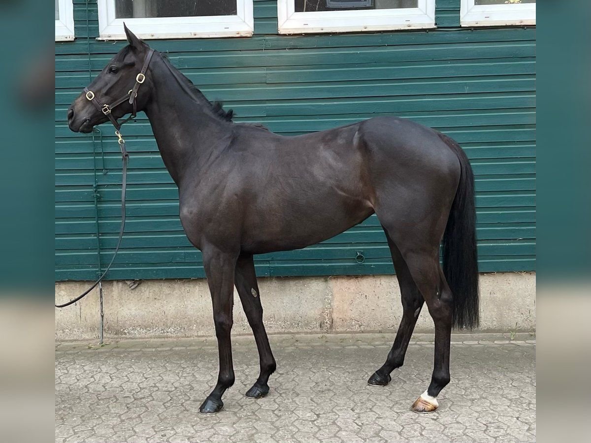 Irish Thoroughbred Mare 4 years 15,2 hh Black in Marlow