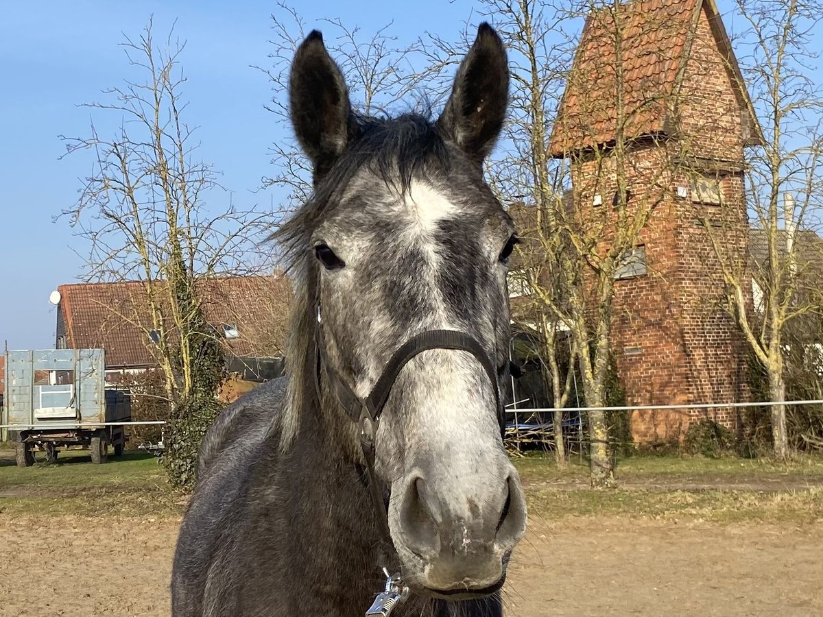 Irish Thoroughbred Mare 4 years 16,1 hh Gray in Elze Esbeck