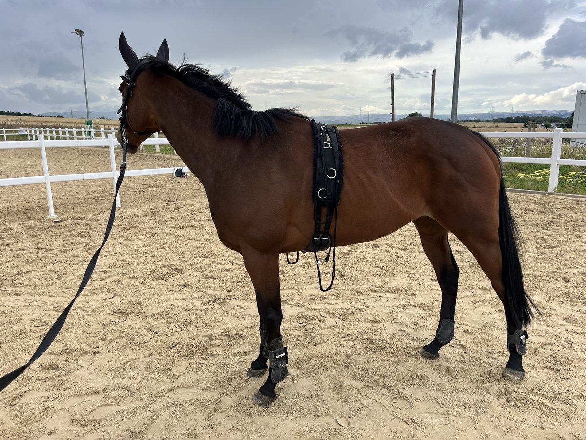 Irish Thoroughbred Mare 6 years 15,2 hh in Lohfelden Irish Thoroughbred Mare 6 years 15,2 hh in Lohfelden