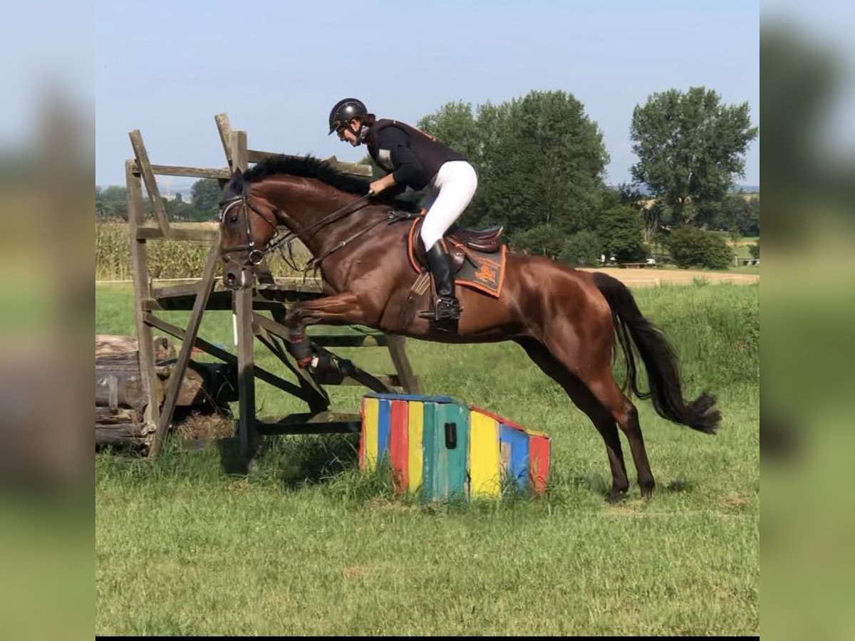 Irish Thoroughbred Mare 6 years 16,1 hh Brown in Mainbernheim