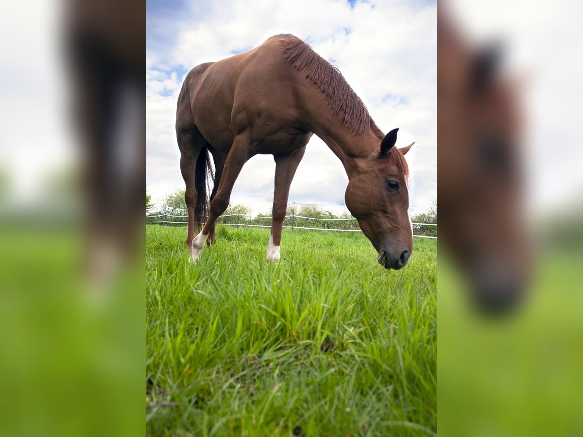 Irish Thoroughbred Mare 6 years 16 hh Chestnut-Red in Meerbusch Irish Thoroughbred Mare 6 years 16 hh Chestnut-Red in Meerbusch