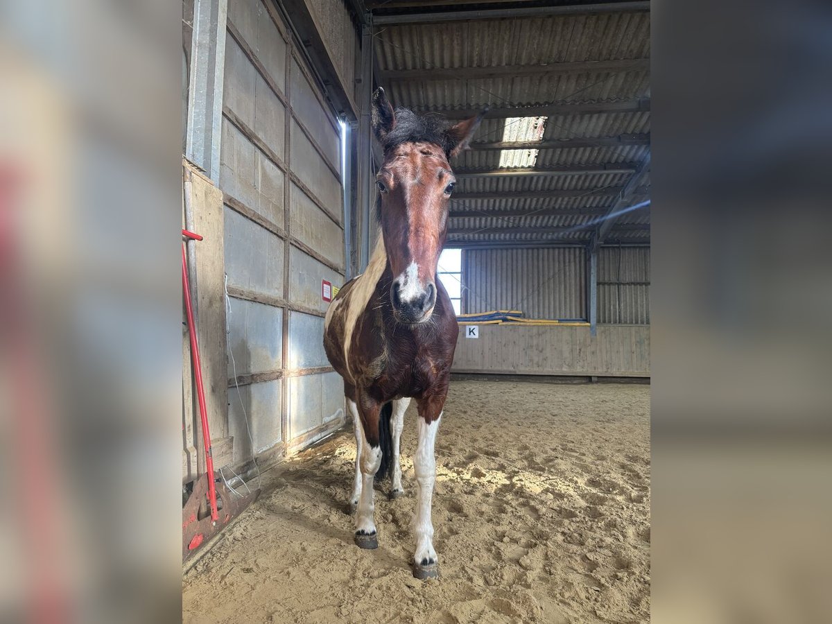 Irish Thoroughbred Mare 7 years 14,2 hh Pinto in Düren