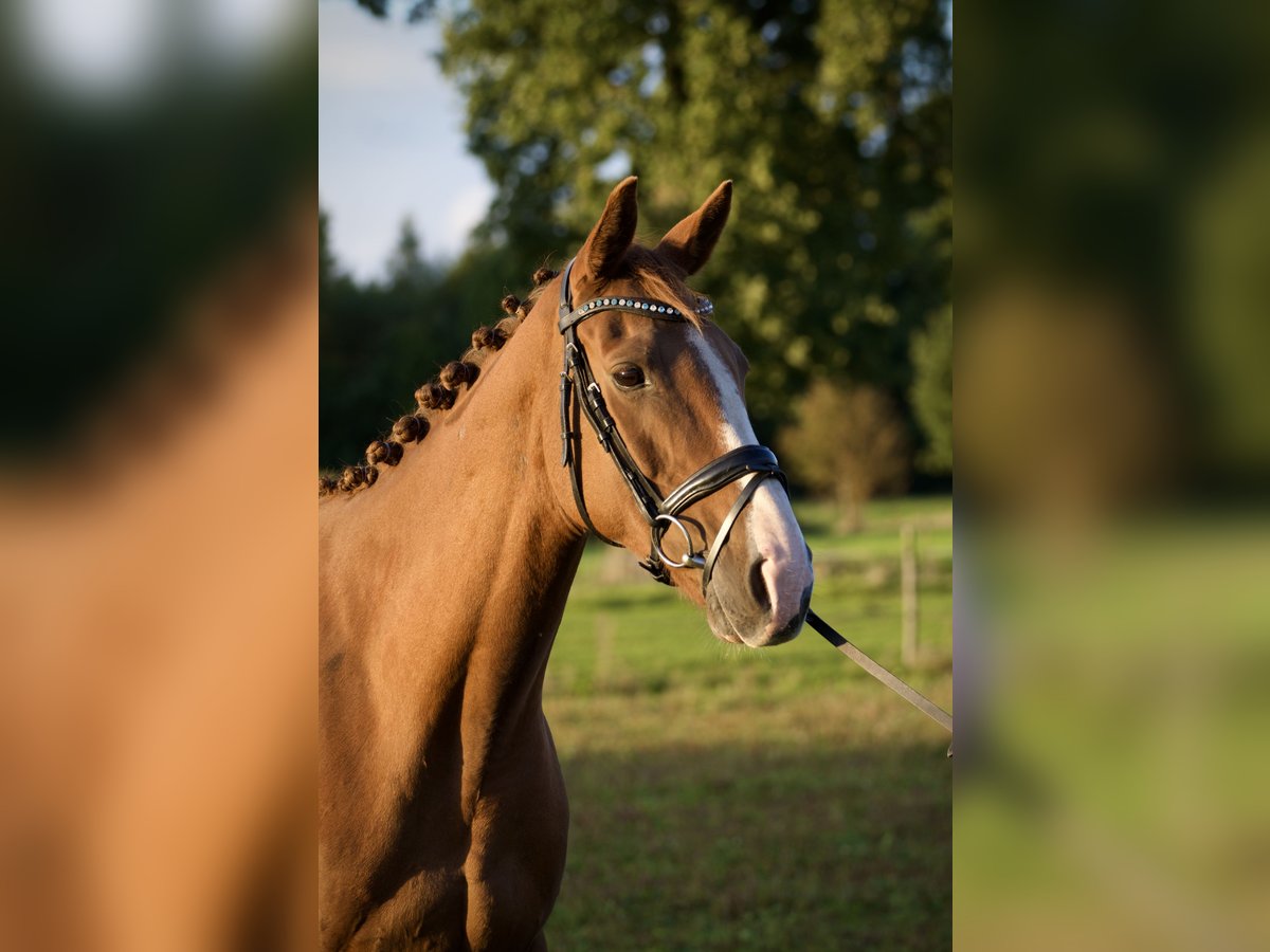 Irish Thoroughbred Mare 7 years 15,1 hh Chestnut-Red in Tornesch