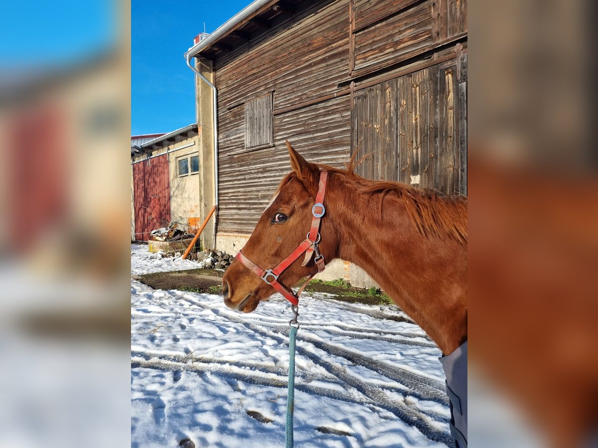 Irish Thoroughbred Mare 7 years 15 hh Chestnut-Red in Gro&#xDF; Quenstedt