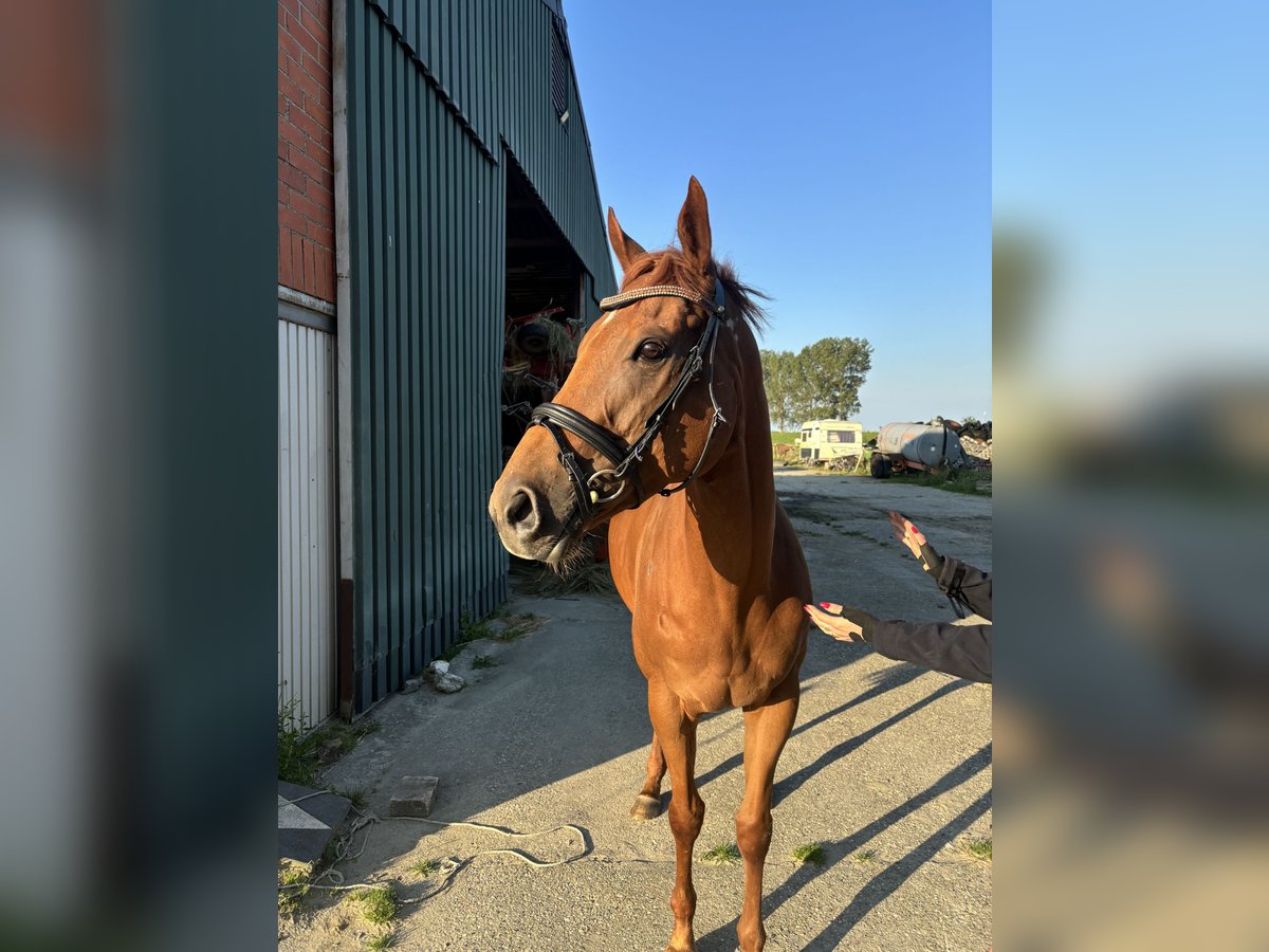 Irish Thoroughbred Mare 7 years 16,1 hh Chestnut in Koewacht