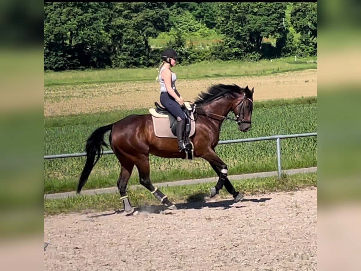 Irish Thoroughbred Mare 7 years 16 hh Bay-Dark in Kämpfelbach