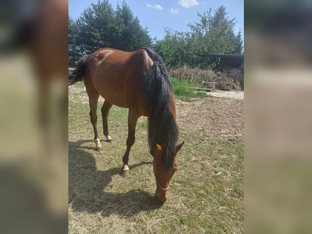 Irish Thoroughbred Mare 7 years 16 hh Brown in Gwizdały