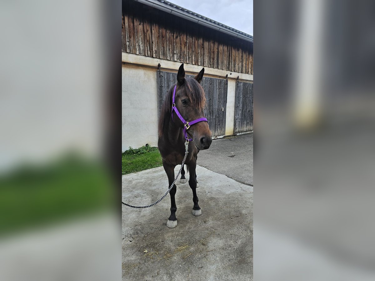 Irish Thoroughbred Mare 8 years 15,2 hh Brown in Dornbirn