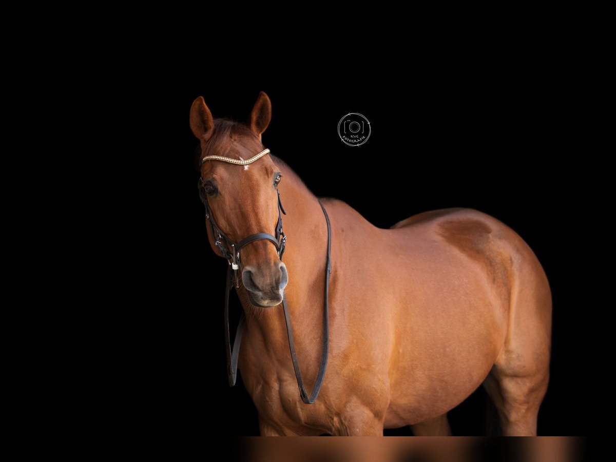 Irish Thoroughbred Stallion 13 years 16 hh ChestnutRed in Utrecht