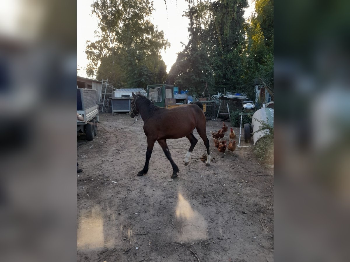 Irish Thoroughbred Mix Stallion 1 year 13,2 hh Brown in Kirchheim