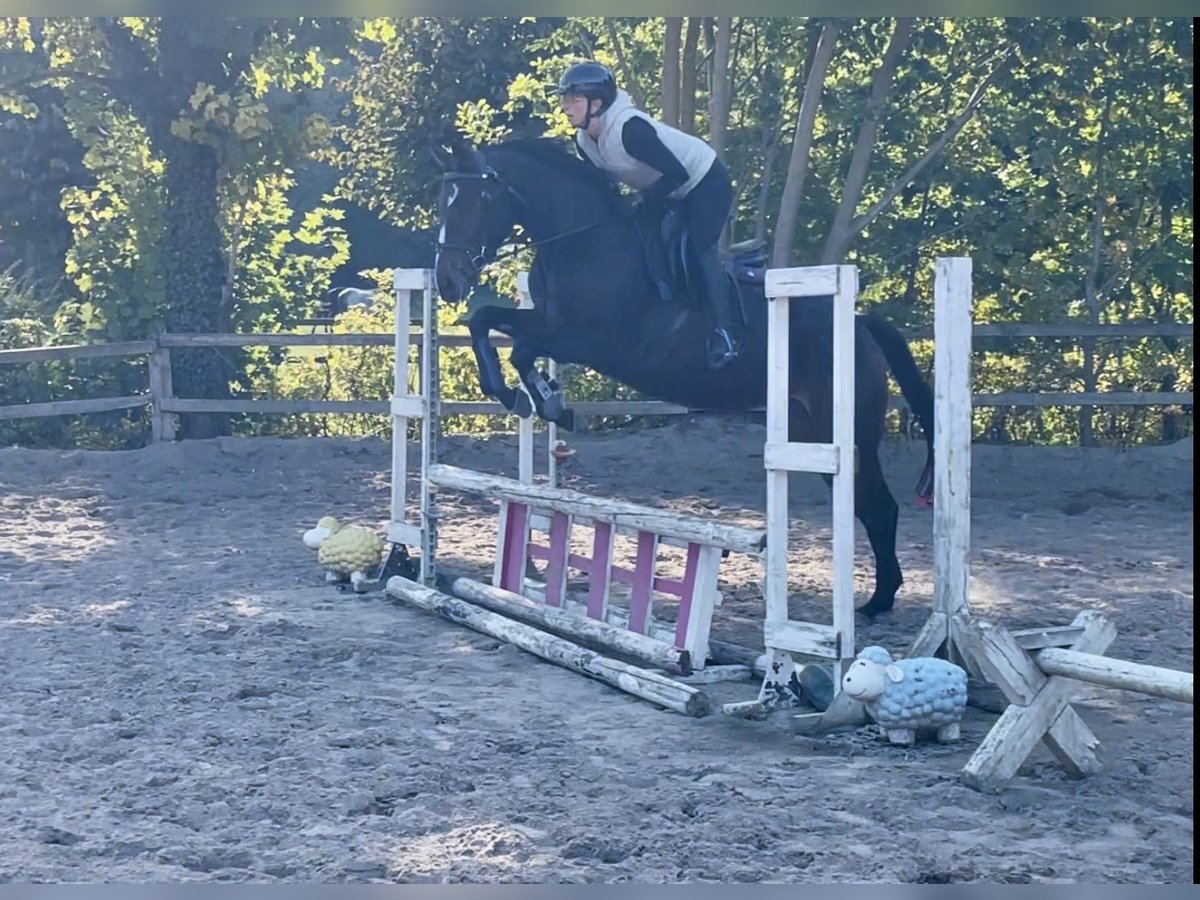 Irish Thoroughbred Stallion 4 years 15,2 hh Bay-Dark in Lensahn