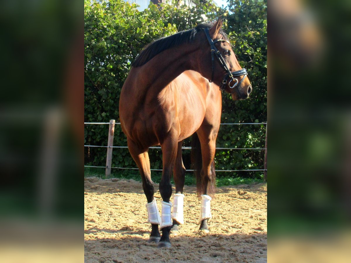 Irländsk sporthäst Sto 10 år 154 cm Brun in Velpke