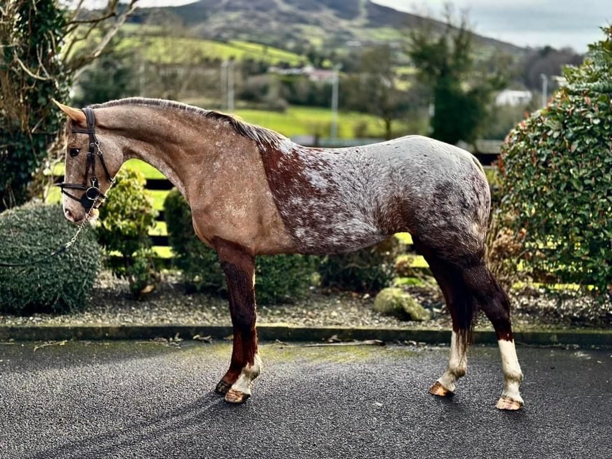 Irländsk sporthäst Sto 4 år 158 cm Rödskimmel in Dundalk