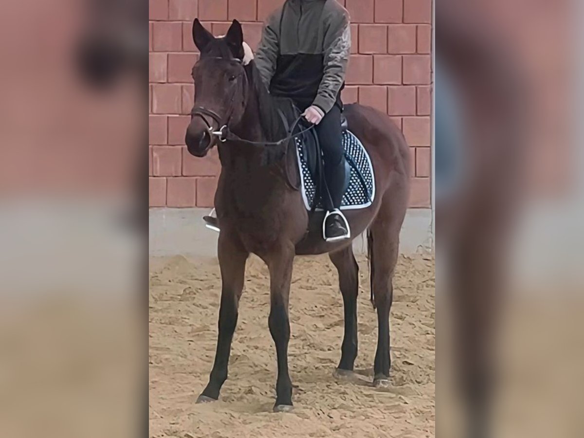 Irländsk sporthäst Sto 4 år 159 cm Mörkbrun in Emmelsbüll-horsbüll