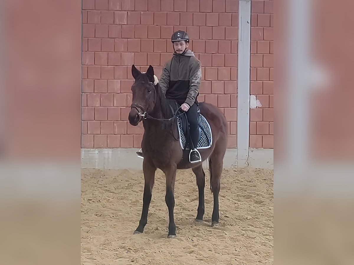 Irländsk sporthäst Sto 4 år 160 cm Brun in Lage