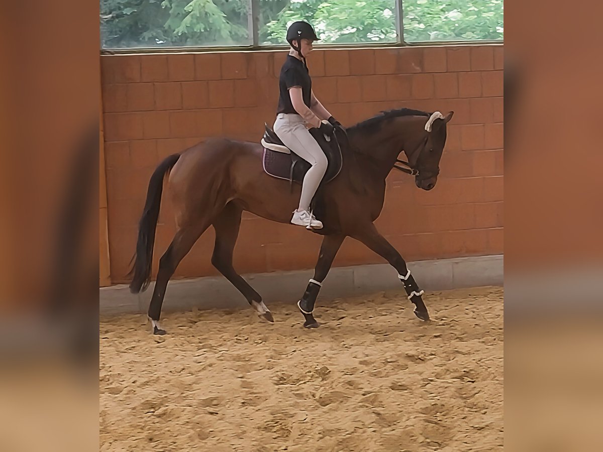 Irländsk sporthäst Sto 4 år 164 cm Brun in Lage